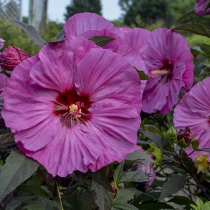 Ibištek bahenný (Hibiscus moscheutos) ´BERRY AWESOME´® - výška 50-80 cm, kont. C5L